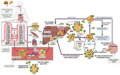 High density lipoprotein-associated proteins in non-obese women with and without polycystic ovary syndrome